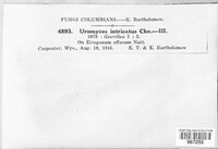 Uromyces intricatus image